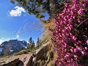 20 Erica in fiore con vista in Corno Branchino-Corna Piana-Pizzo Arera